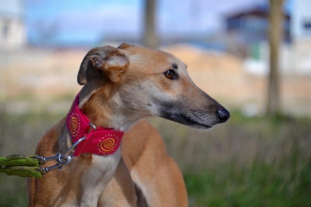 Photo de MALONI, un lévrier en attente d adoption