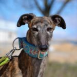 Photo de MALU, un lévrier à adopté