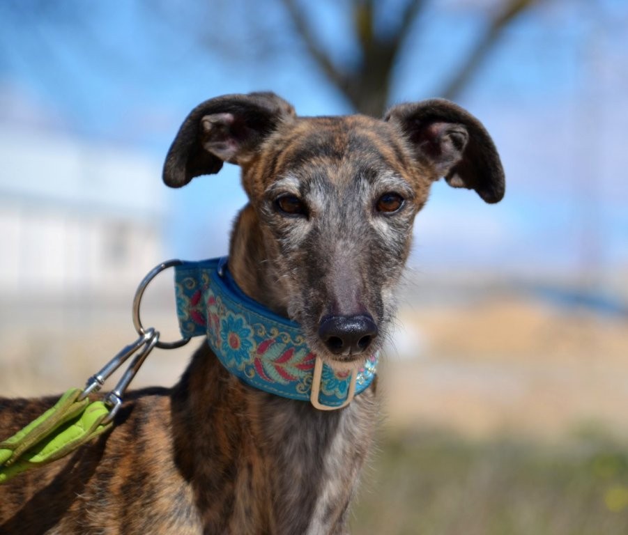 Photo de MALU, un lévrier en attente d adoption