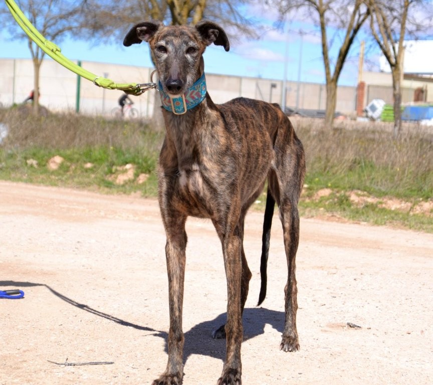 Photo de MALU, un lévrier en attente d adoption