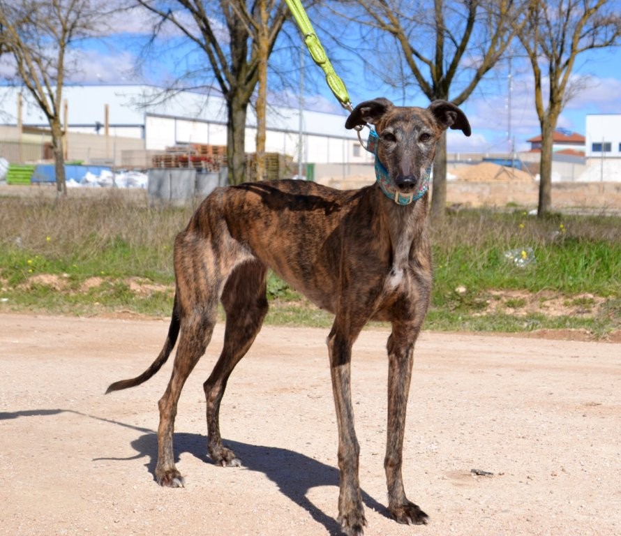 Photo de MALU, un lévrier en attente d adoption