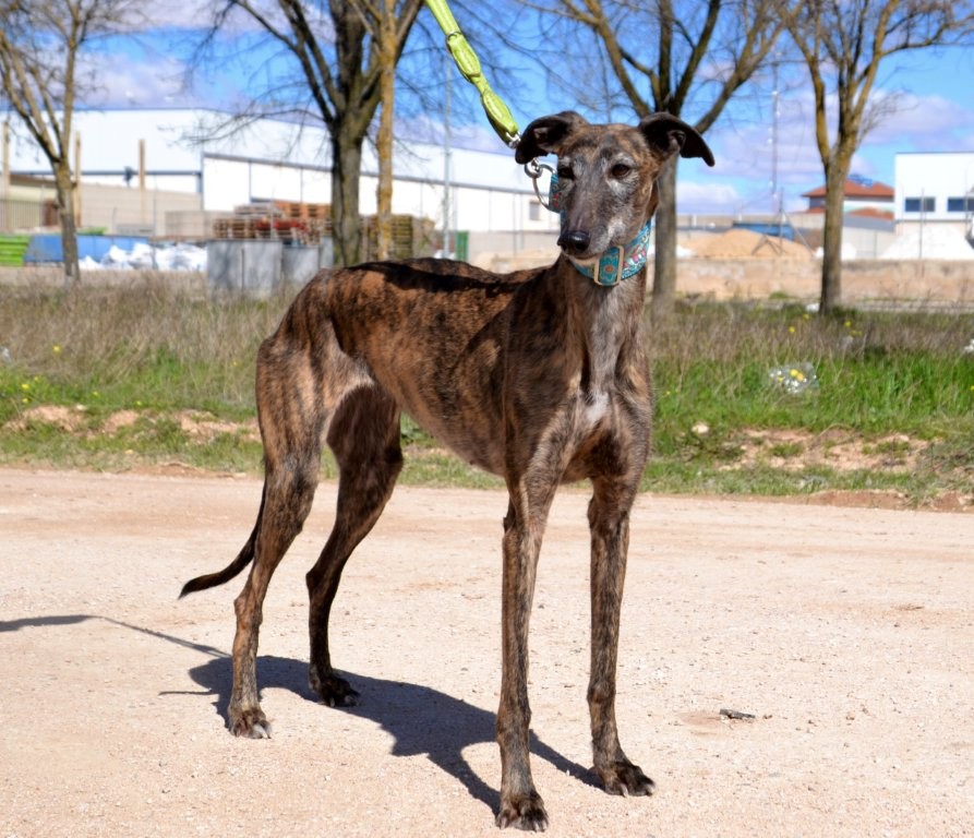 Photo de MALU, un lévrier en attente d adoption