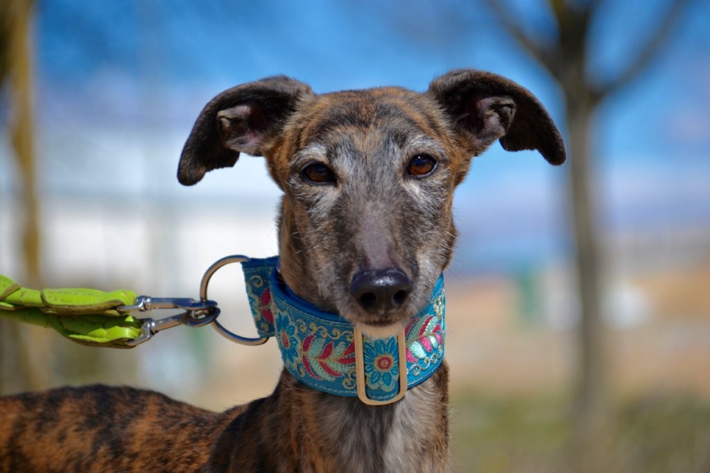 Photo de MALU, un lévrier en attente d adoption