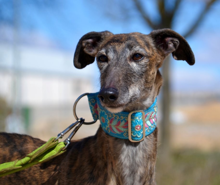 Photo de MALU, un lévrier en attente d adoption