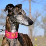 Photo de MAMITA, un lévrier à adopté