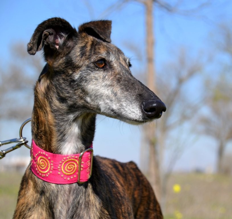 Photo de MAMITA, un lévrier en attente d adoption