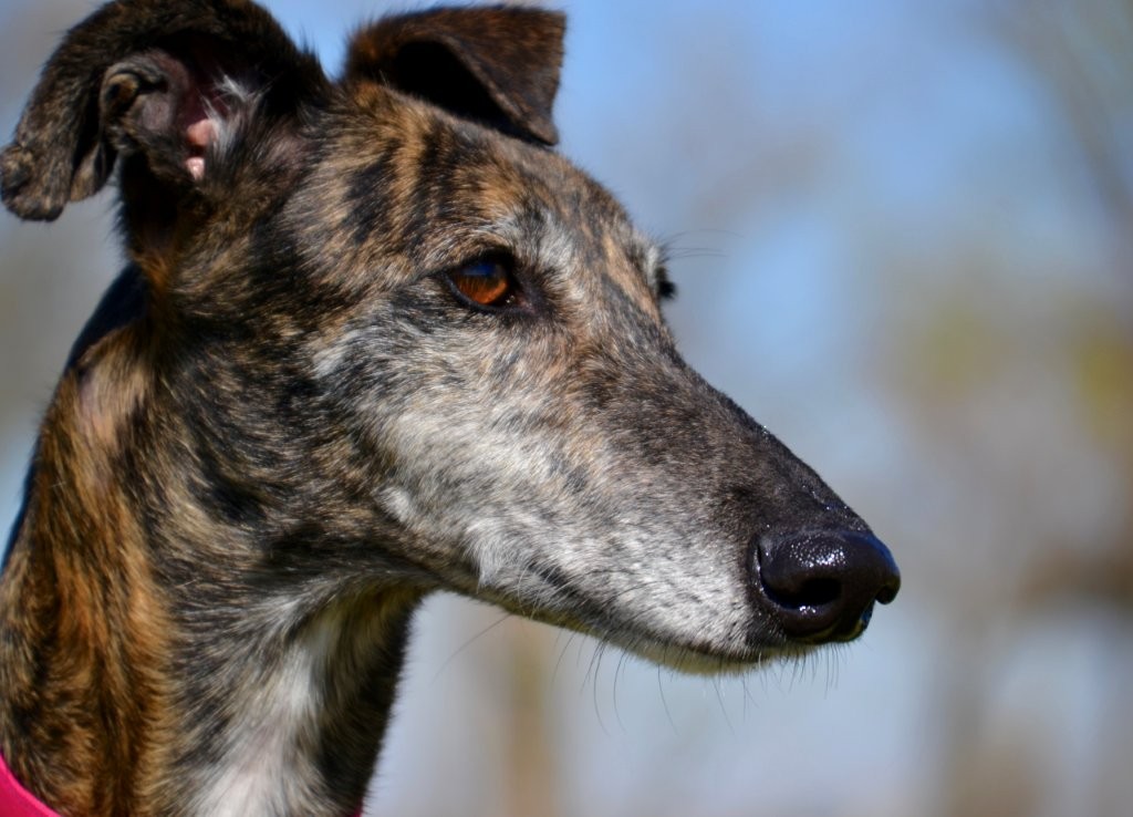 Photo de MAMITA, un lévrier en attente d adoption