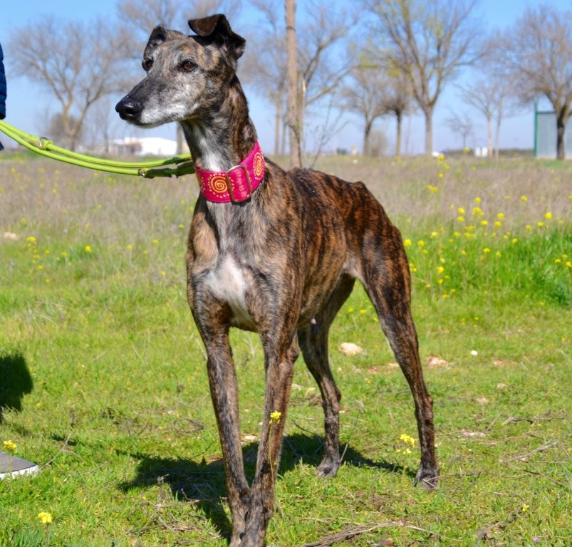 Photo de MAMITA, un lévrier en attente d adoption