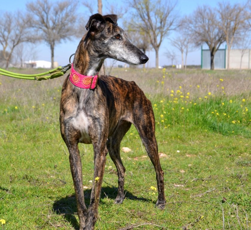 Photo de MAMITA, un lévrier en attente d adoption