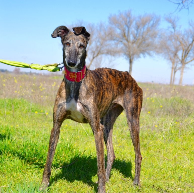 Photo de MAMITA, un lévrier en attente d adoption