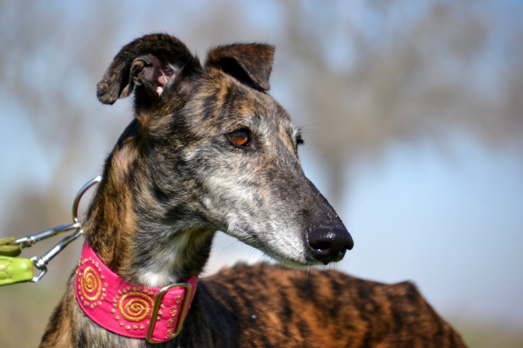 Photo de MAMITA, un lévrier en attente d adoption