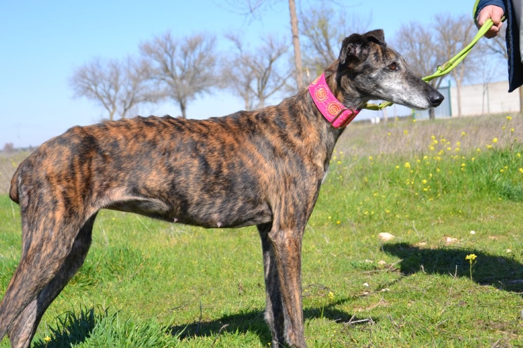 Photo de MAMITA, un lévrier en attente d adoption