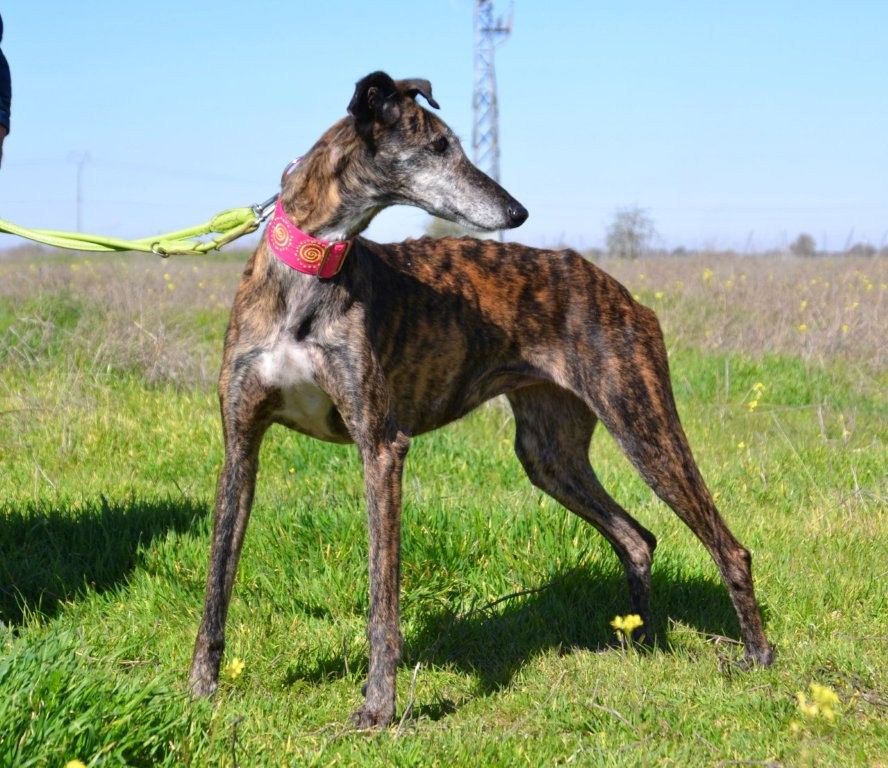 Photo de MAMITA, un lévrier en attente d adoption