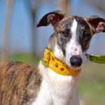 Photo de MOISES, un lévrier à adopté