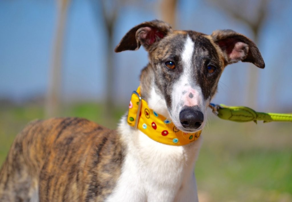 Photo de MOISES, un lévrier en attente d adoption