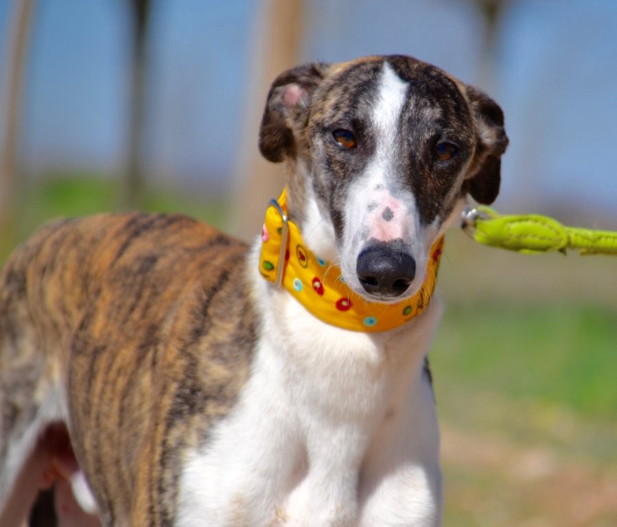 Photo de MOISES, un lévrier en attente d adoption