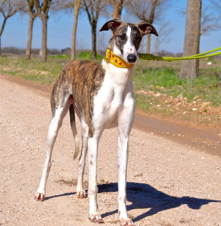 Photo de MOISES, un lévrier en attente d adoption