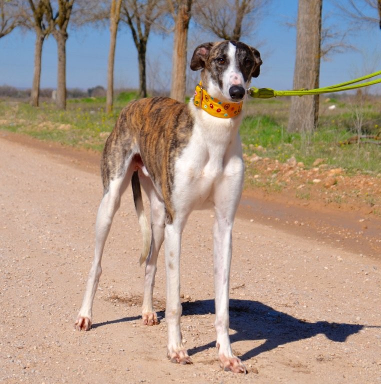 Photo de MOISES, un lévrier en attente d adoption
