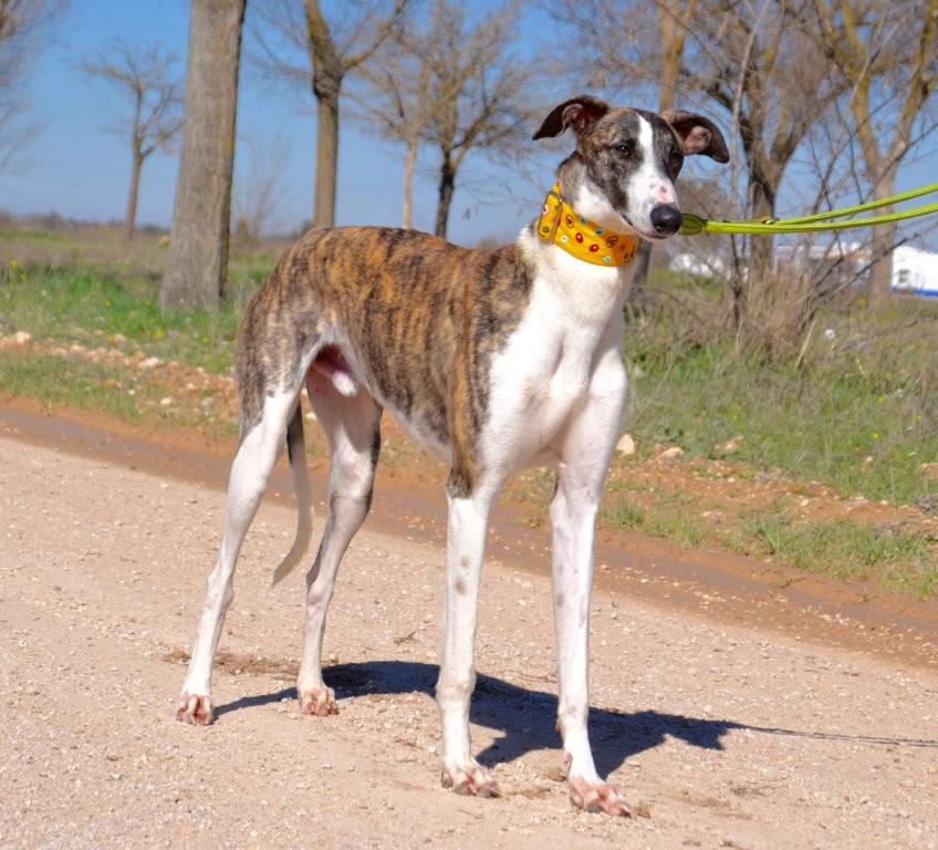 Photo de MOISES, un lévrier en attente d adoption