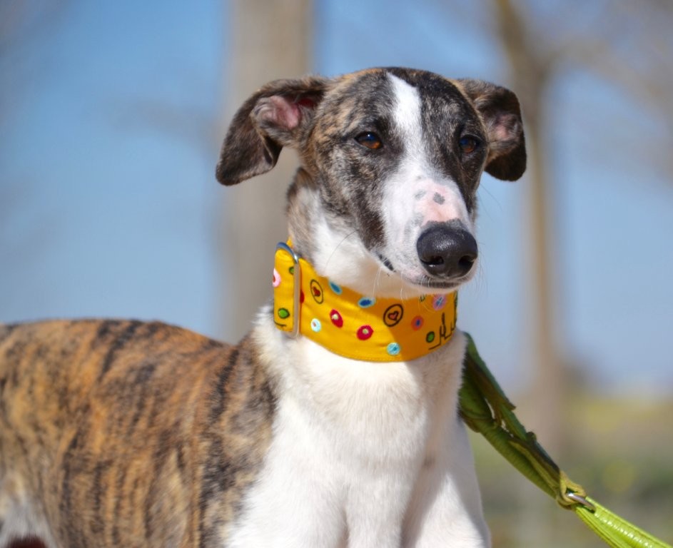Photo de MOISES, un lévrier en attente d adoption