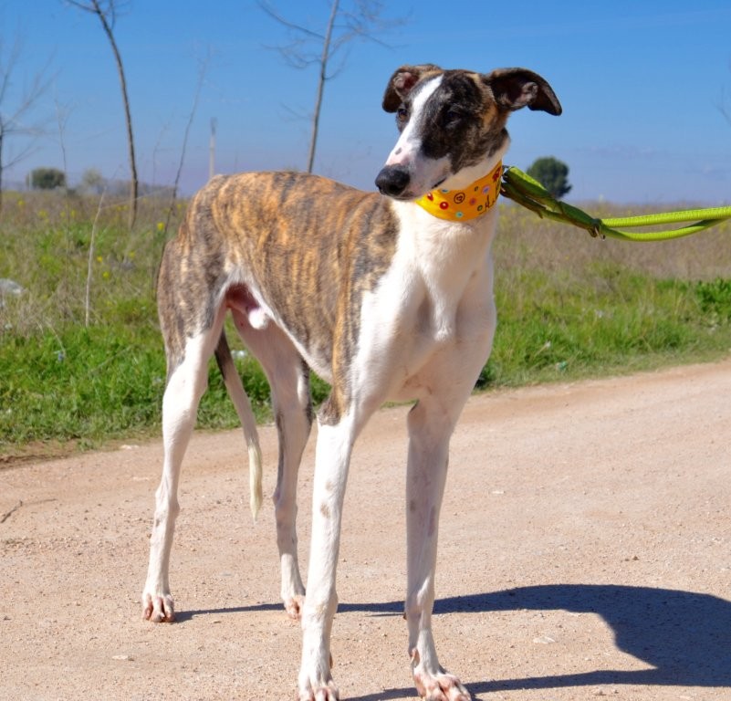 Photo de MOISES, un lévrier en attente d adoption