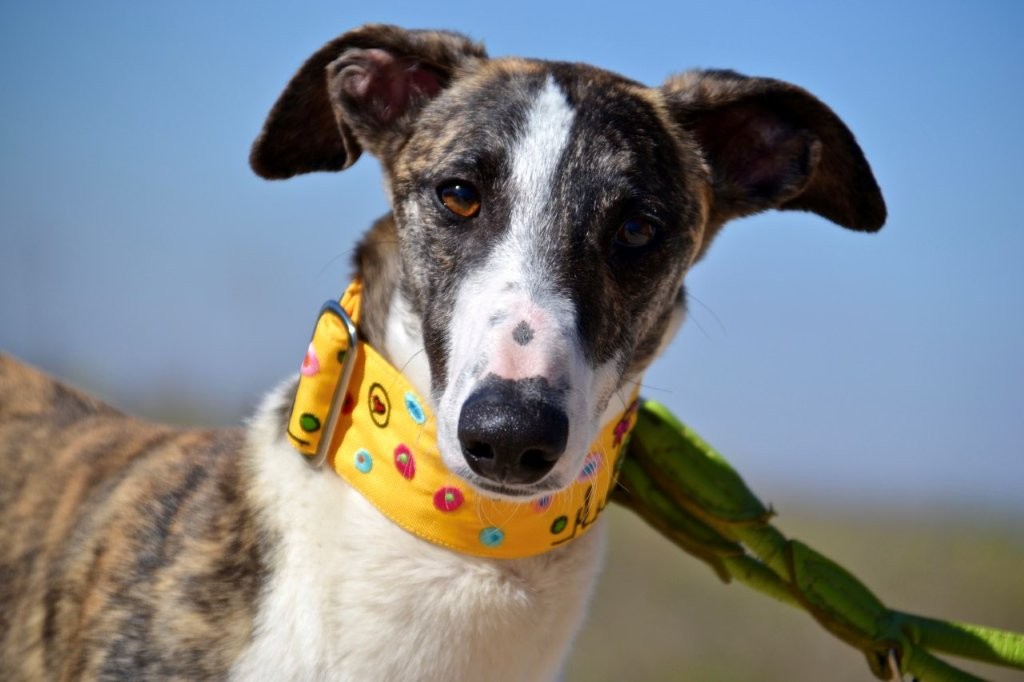 Photo de MOISES, un lévrier en attente d adoption