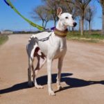 Photo de PALOMO, un lévrier à adopté