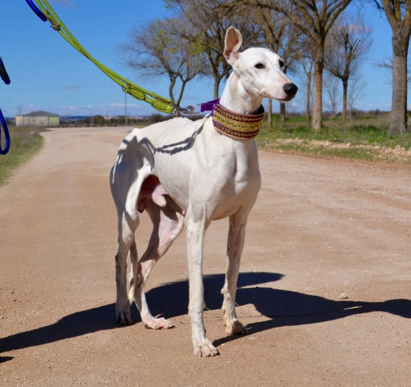 Photo de PALOMO, un lévrier en attente d adoption
