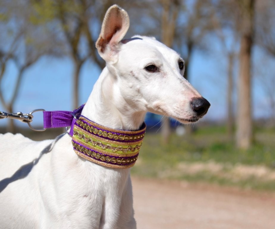 Photo de PALOMO, un lévrier en attente d adoption