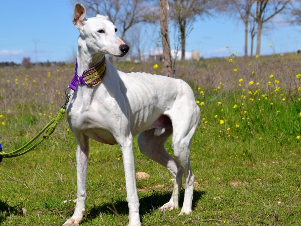 Photo de PALOMO, un lévrier en attente d adoption