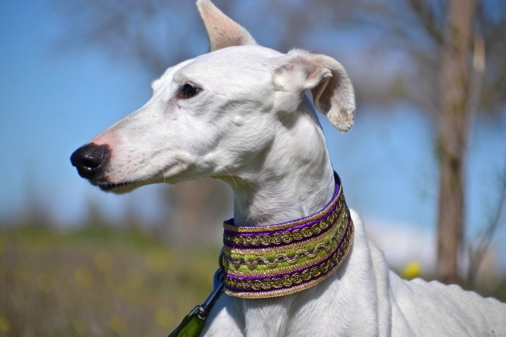 Photo de PALOMO, un lévrier en attente d adoption