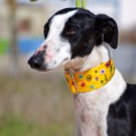 Photo de PICASO, un lévrier à adopté