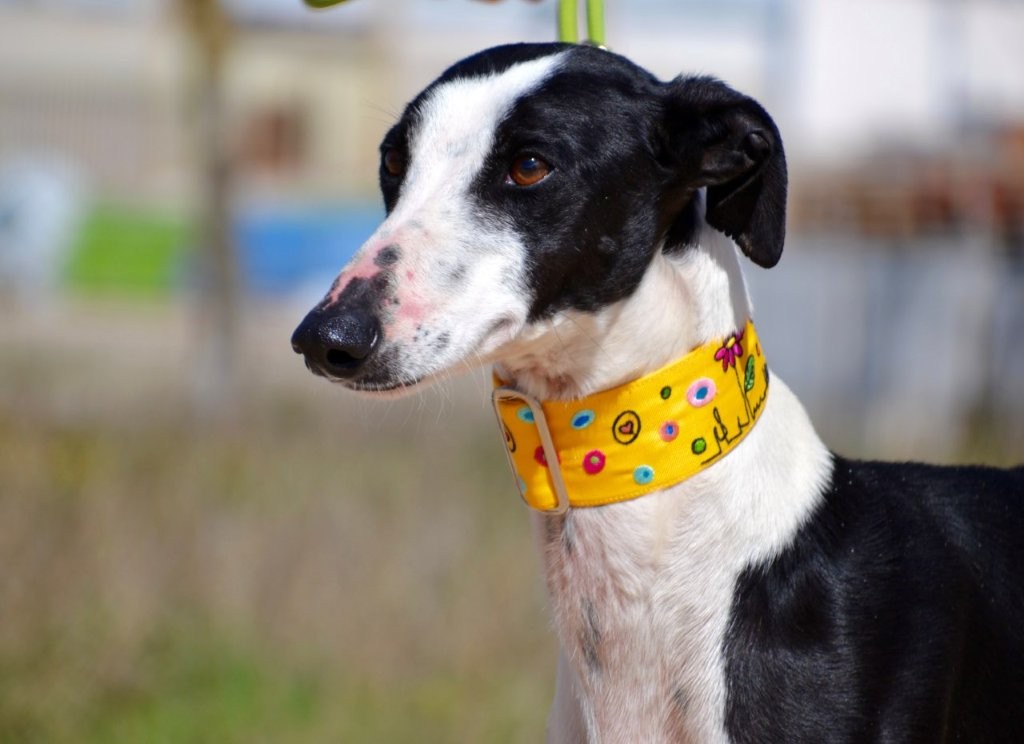 Photo de PICASO, un lévrier en attente d adoption