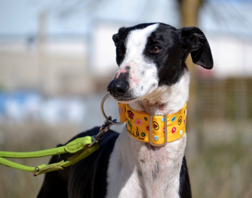 Photo de PICASO, un lévrier en attente d adoption