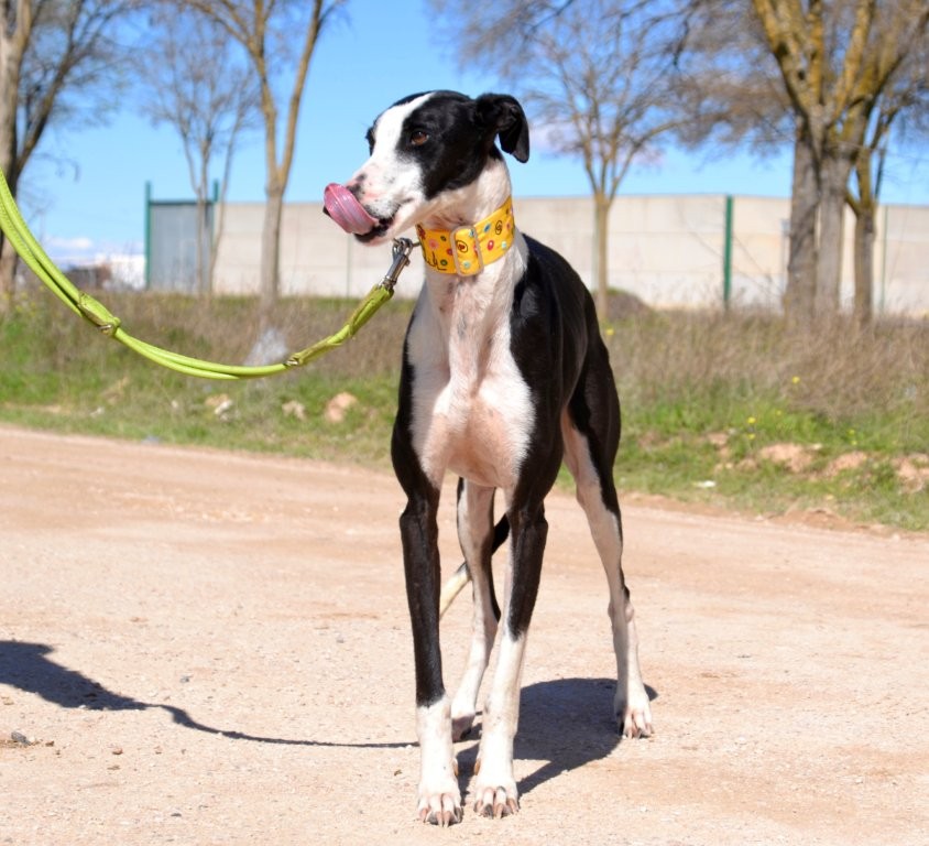 Photo de PICASO, un lévrier en attente d adoption