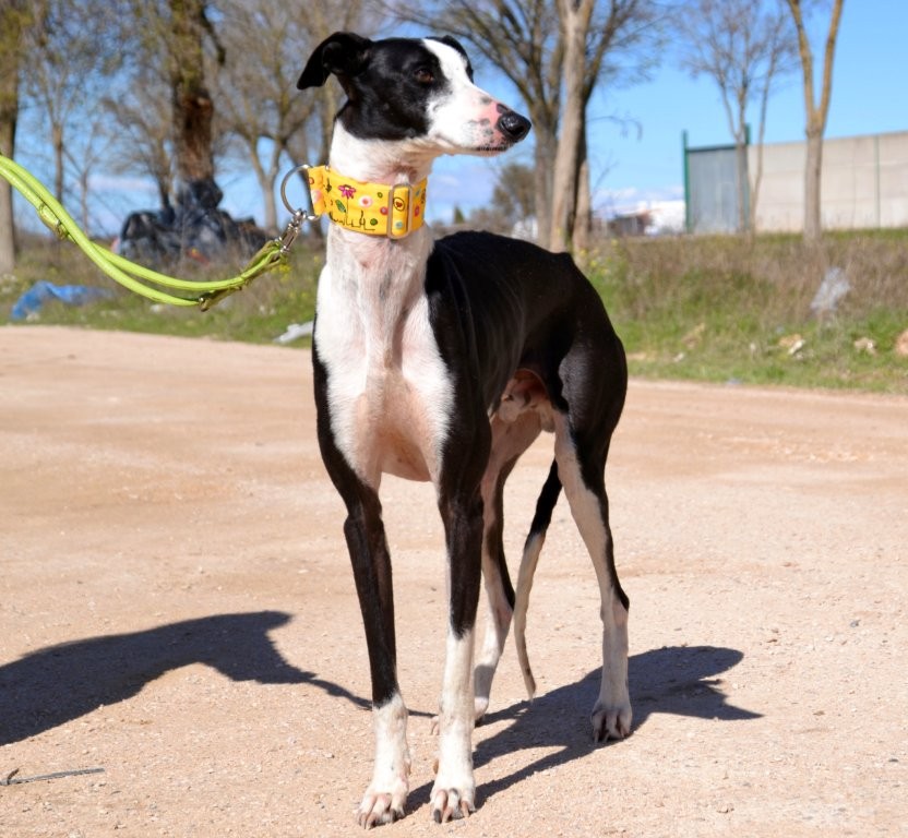 Photo de PICASO, un lévrier en attente d adoption