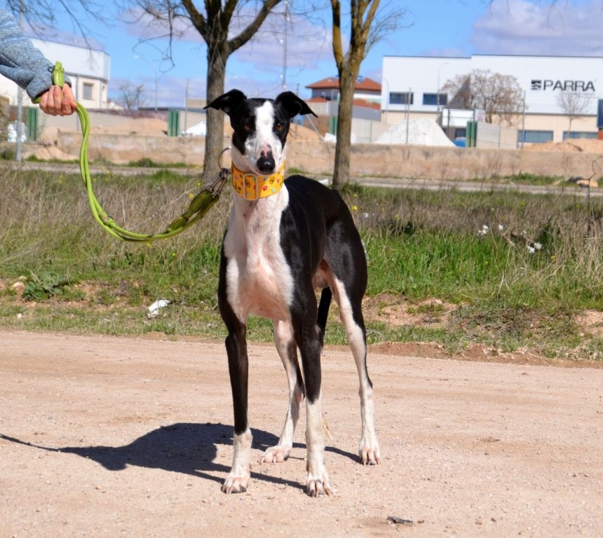 Photo de PICASO, un lévrier en attente d adoption