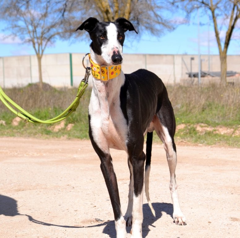 Photo de PICASO, un lévrier en attente d adoption