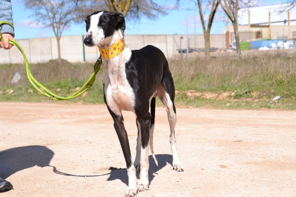 Photo de PICASO, un lévrier en attente d adoption