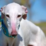 Photo de PRINCE, un lévrier à adopté