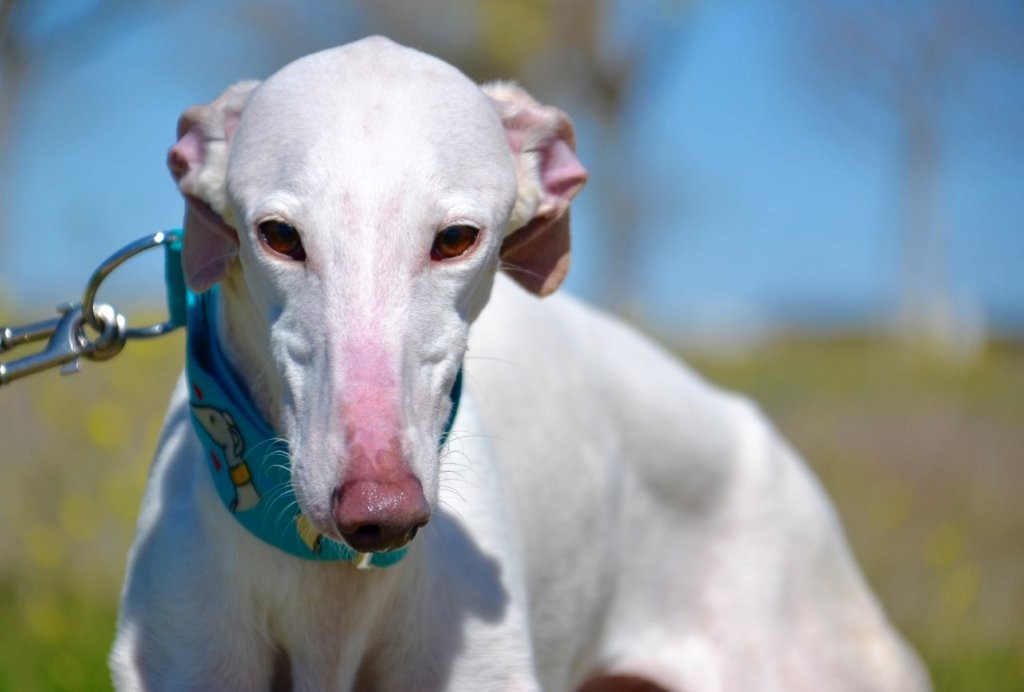 Photo de PRINCE, un lévrier en attente d adoption