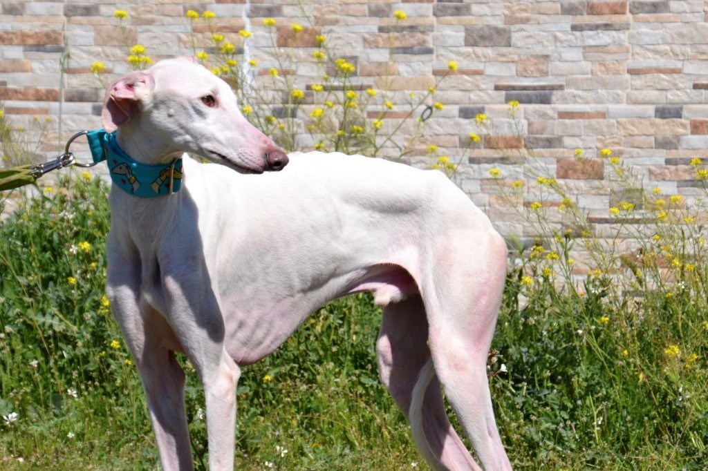 Photo de PRINCE, un lévrier en attente d adoption