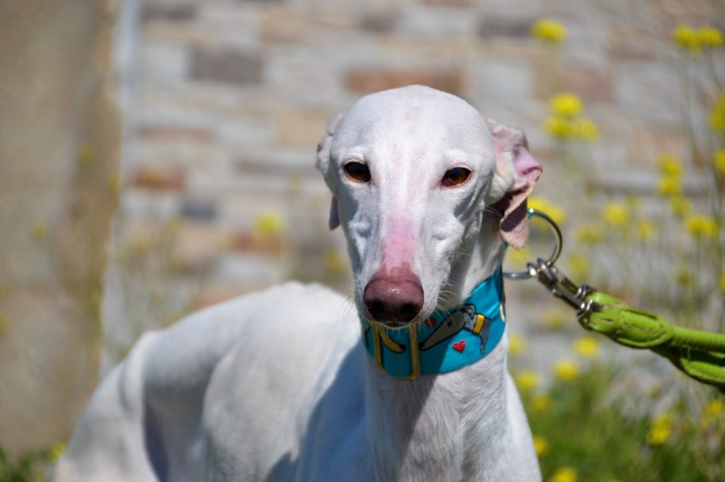 Photo de PRINCE, un lévrier en attente d adoption