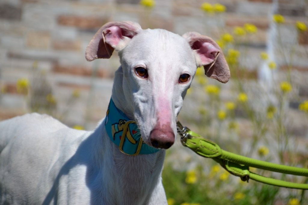 Photo de PRINCE, un lévrier en attente d adoption