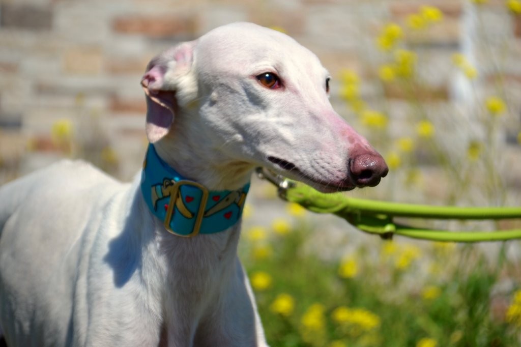 Photo de PRINCE, un lévrier en attente d adoption