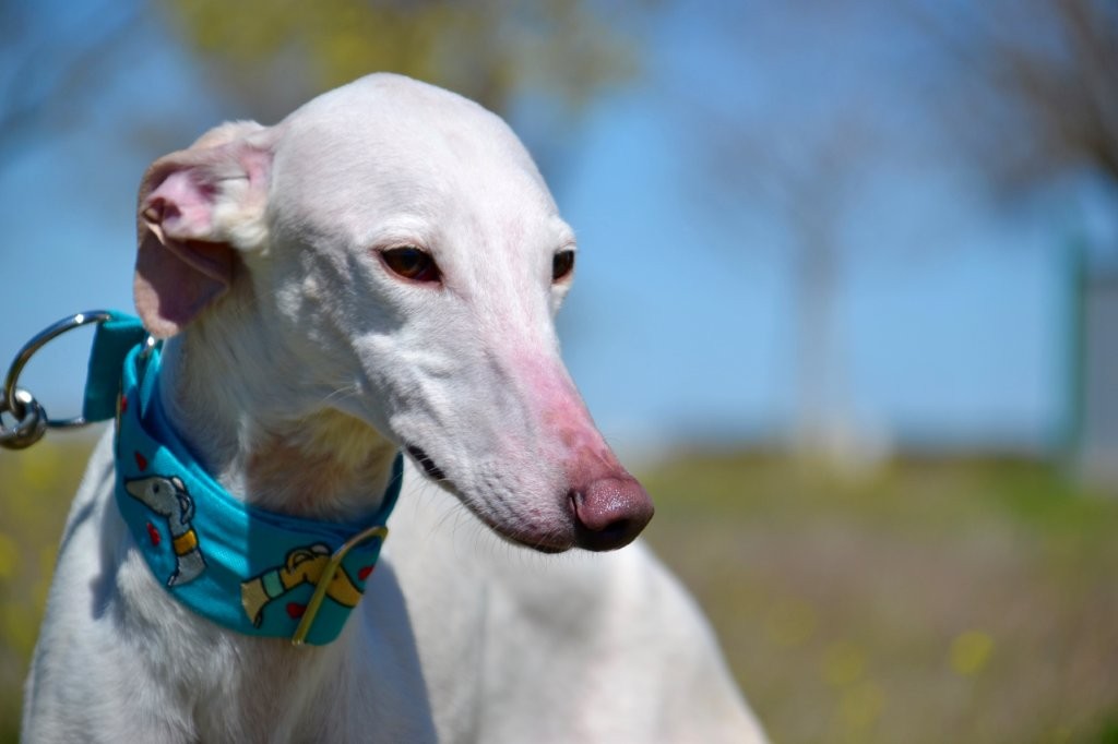 Photo de PRINCE, un lévrier en attente d adoption