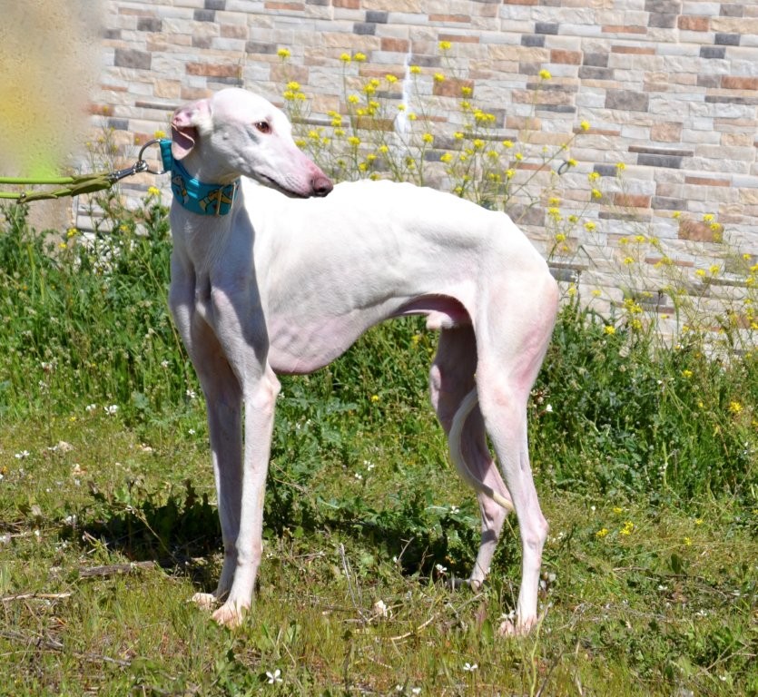 Photo de PRINCE, un lévrier en attente d adoption