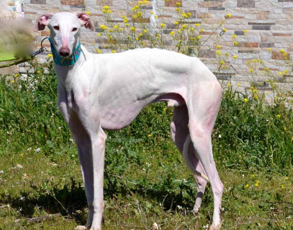 Photo de PRINCE, un lévrier en attente d adoption