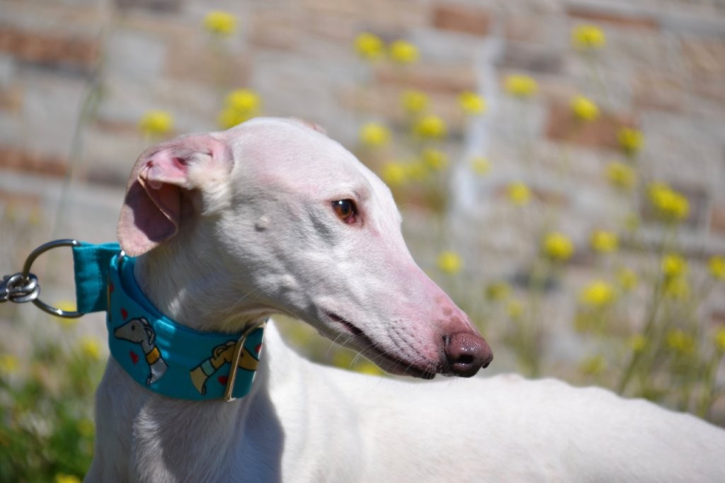 Photo de PRINCE, un lévrier en attente d adoption