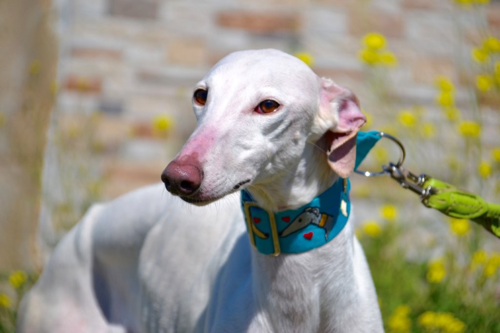 Photo de PRINCE, un lévrier en attente d adoption